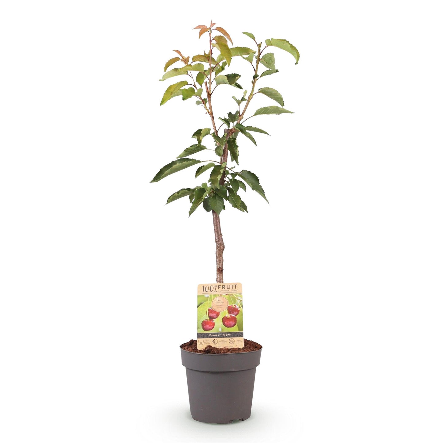 pflanzfix24 - Kirschenbaum - Prunus avium Regina - Rote Kirsche - Topf 21cm Höhe 90cm