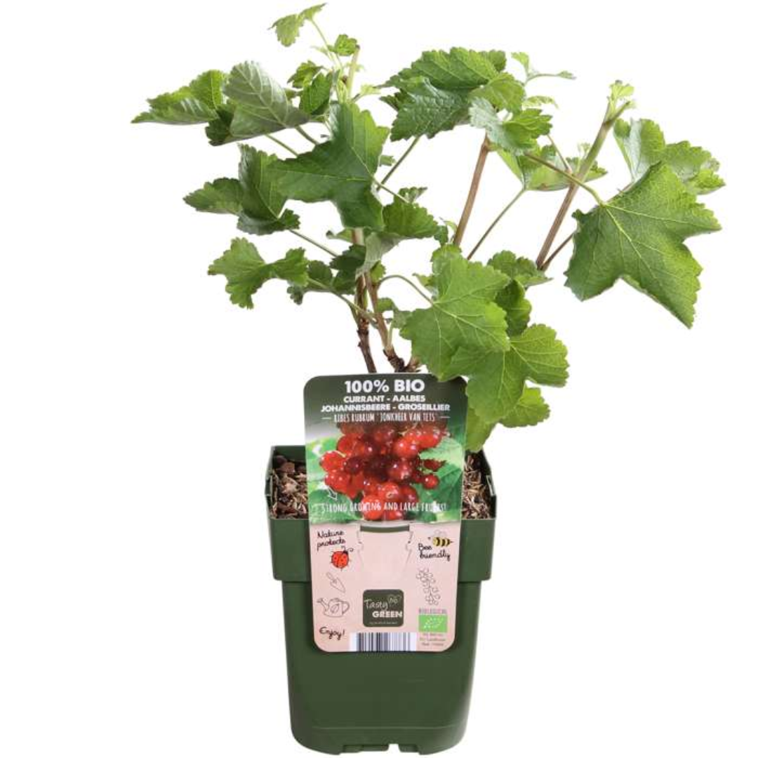 Früchteparadies BIO Obstpflanzen-Set – 4 Sorten | Pflanzfix24.de - Pflanzfix24.de