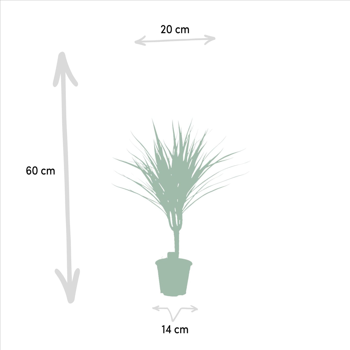 Dracaena Marginata - Ø14cm - ↕60cm - Pflanzfix24