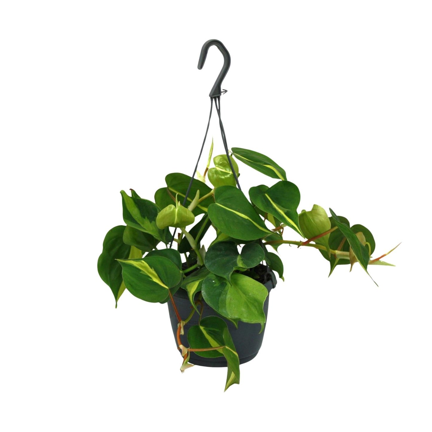 Philodendron Scandens Brasil 35cm Ø15cm – Zimmerpflanze | Pflanzfix24.de - Pflanzfix24.de
