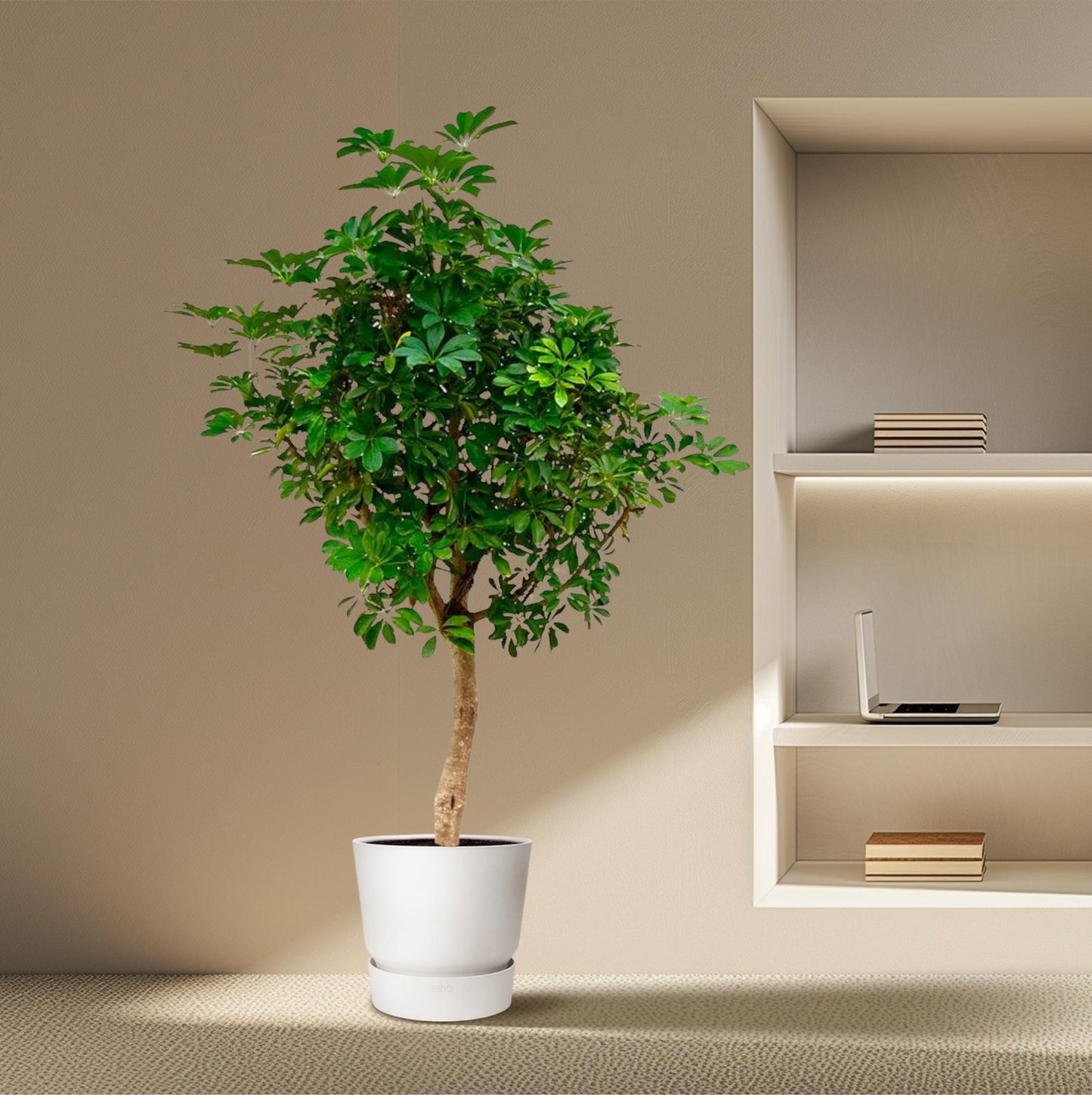 Schefflera op Stam 210cm Ø45cm | Tropische Zimmerpflanze | Pflanzfix24.de - Pflanzfix24.de