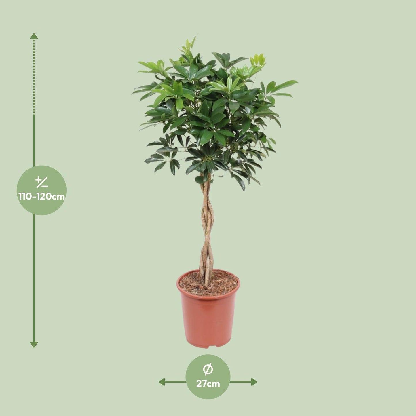 Schefflera Arboricola Compacta - Ø27cm - Pflanzfix24