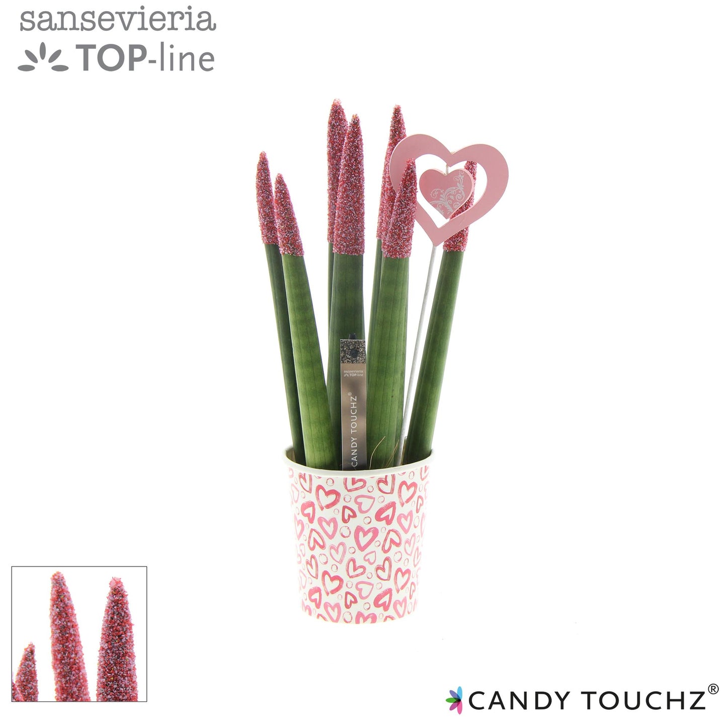 Sansevieria Candy Touchz Sweetdip Red in Paper Cup - Pflanzfix24