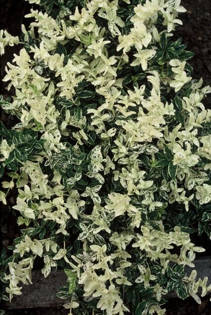 20x Euonymus fort. 'Harlequin' - Dekorativer Gartenbodenbelag von Pflanzfix24.de - ↕10-25cm - Ø9cm - Pflanzfix24.de