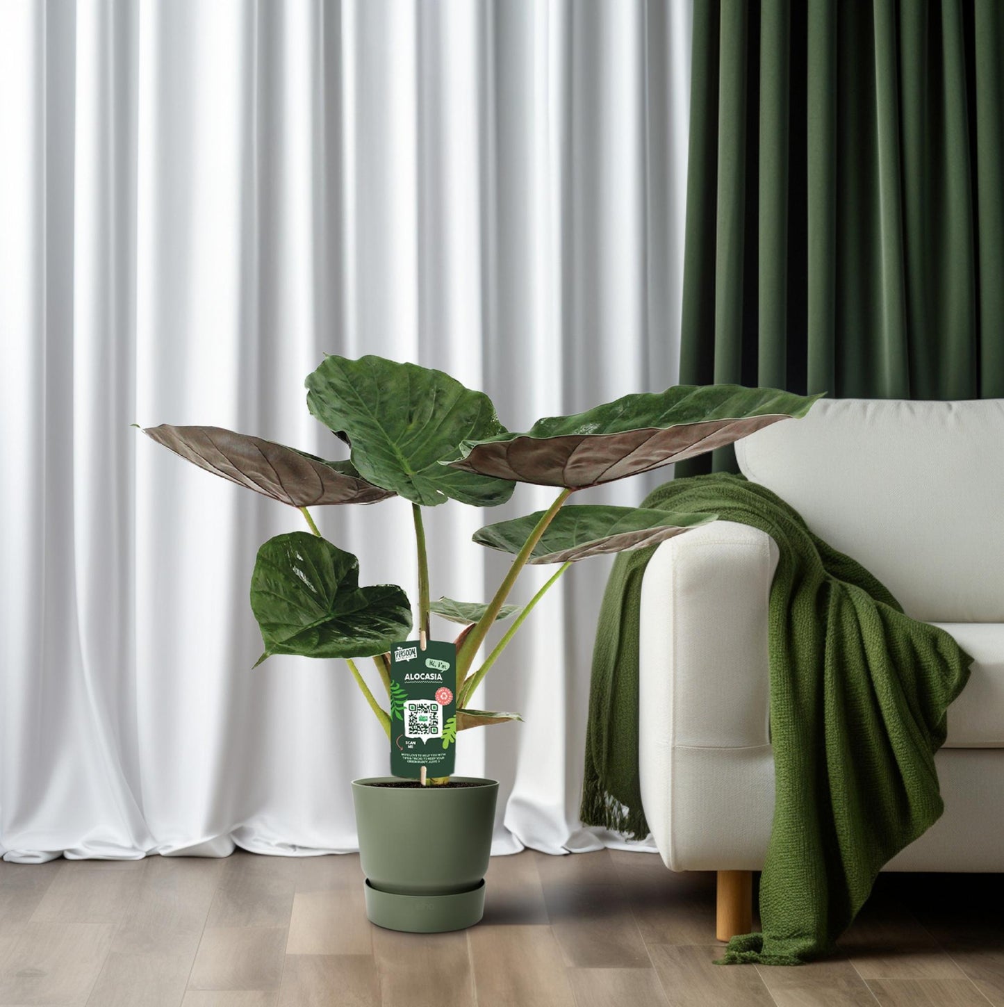 Alocasia Wentii - Elefantenohr - Ø19cm - ↕70cm - Pflanzfix24.de - Pflanzfix24.de