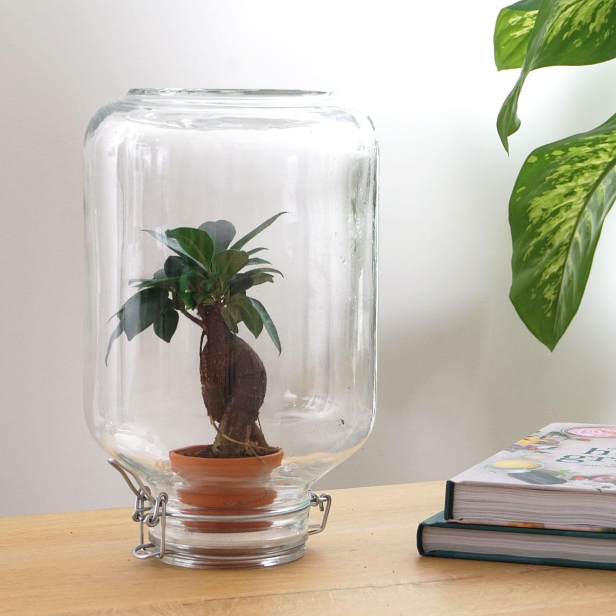 Easyplant - Ficus Ginseng Bonsai - Pflanzfix24