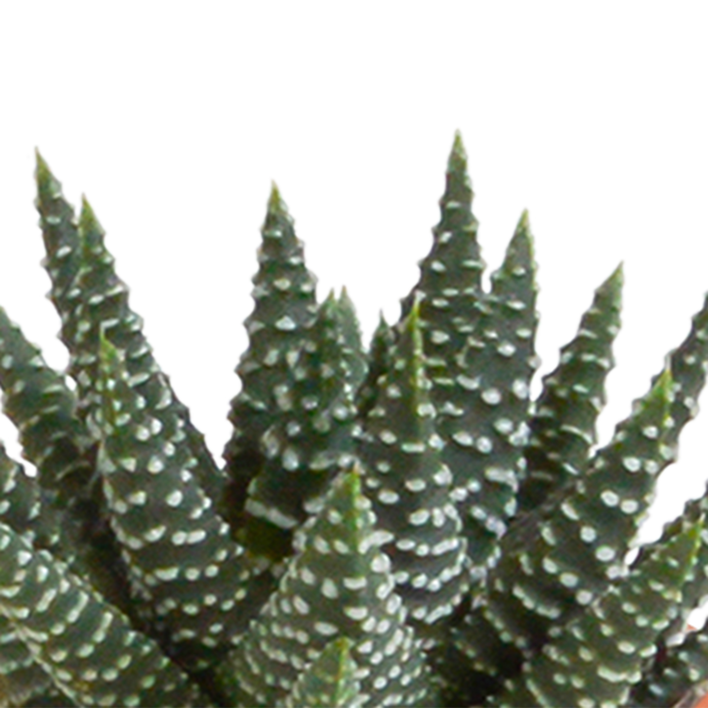 Cactus en vetplanten Mischung 5,5 cm | 15 stück - in Mexicaanse pot - Pflanzfix24.de - Pflanzfix24.de