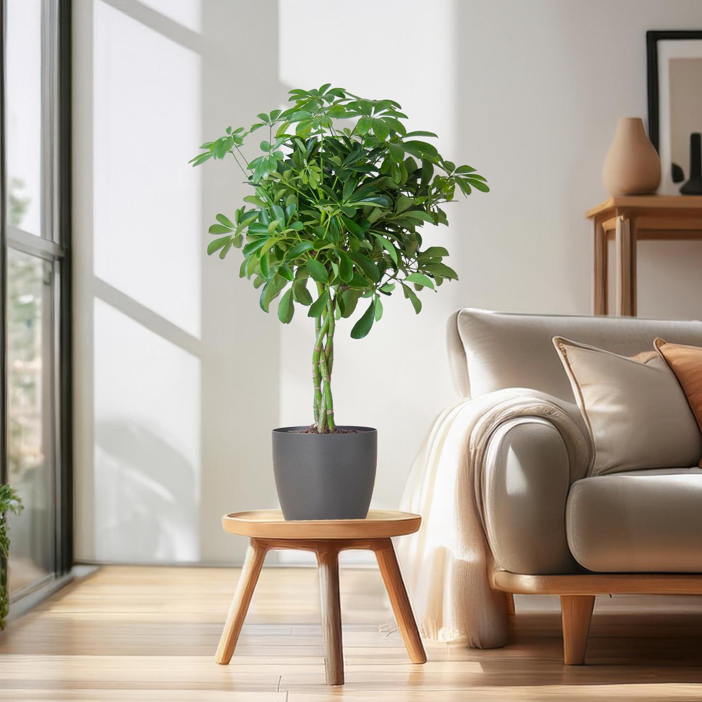 Schefflera Nora 70 cm mit Viber-Topf Grau – Pflanzfix24.de - Pflanzfix24.de