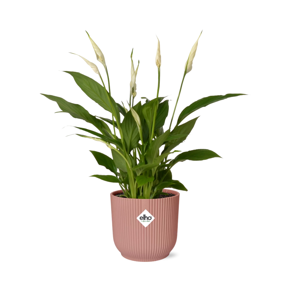 Friedenslilie Spathiphyllum Torelli 12 cm im ELHO Vibes Fold Topf | Pflanzfix24