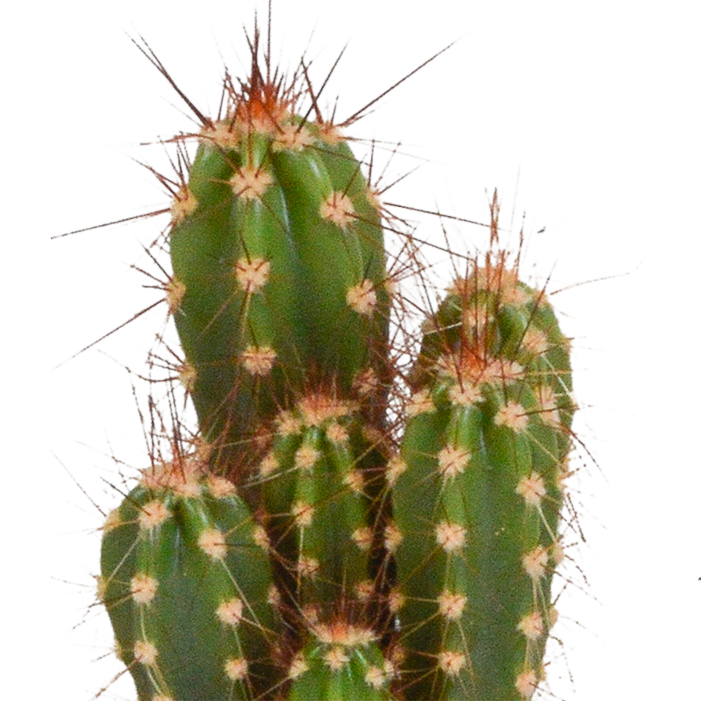 Kakteenmischung 5,5 cm - 5x - zonder pot - Pflanzfix24.de - Pflanzfix24.de