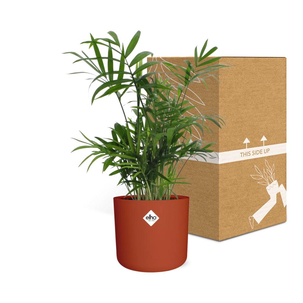 Chamaedorea in ELHO b.for soft rond 14cm brique - Pflanzfix24