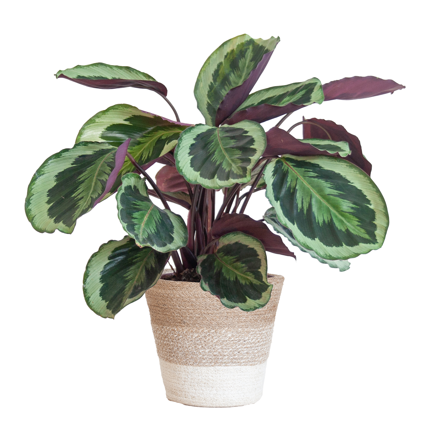 Calathea Medaillon mit weißem Lissabon-Korb - Pflanzfix24.de - Pflanzfix24.de