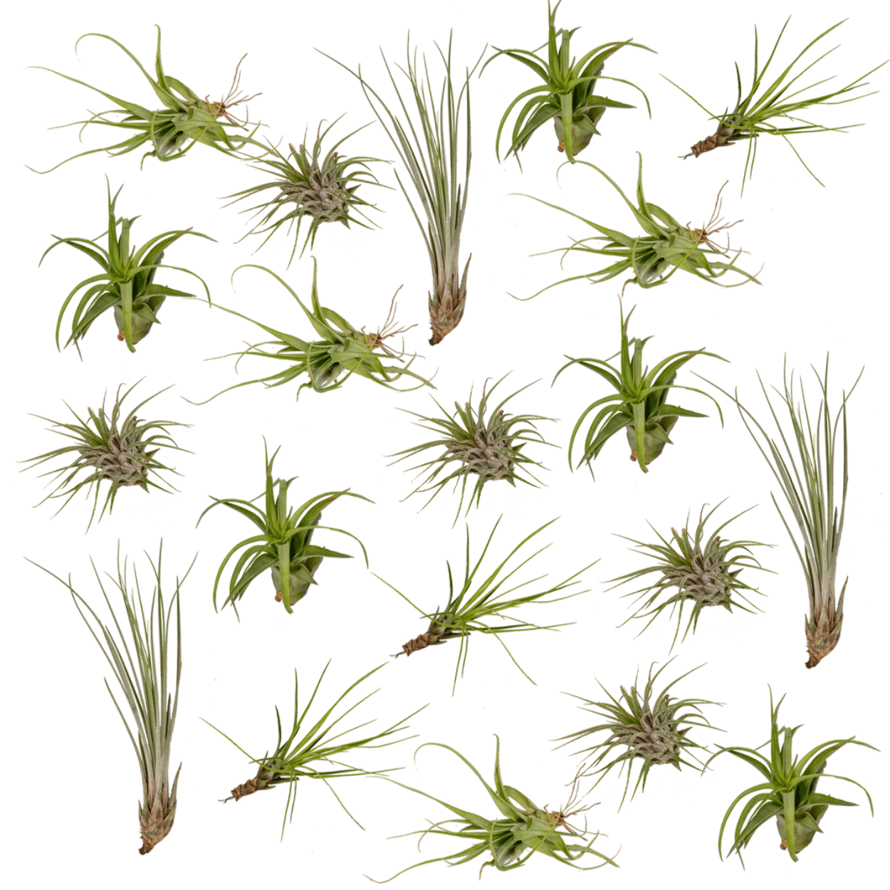 Tillandsia Air Mix - 20 Stück - 6cm - ø6 - Pflanzfix24