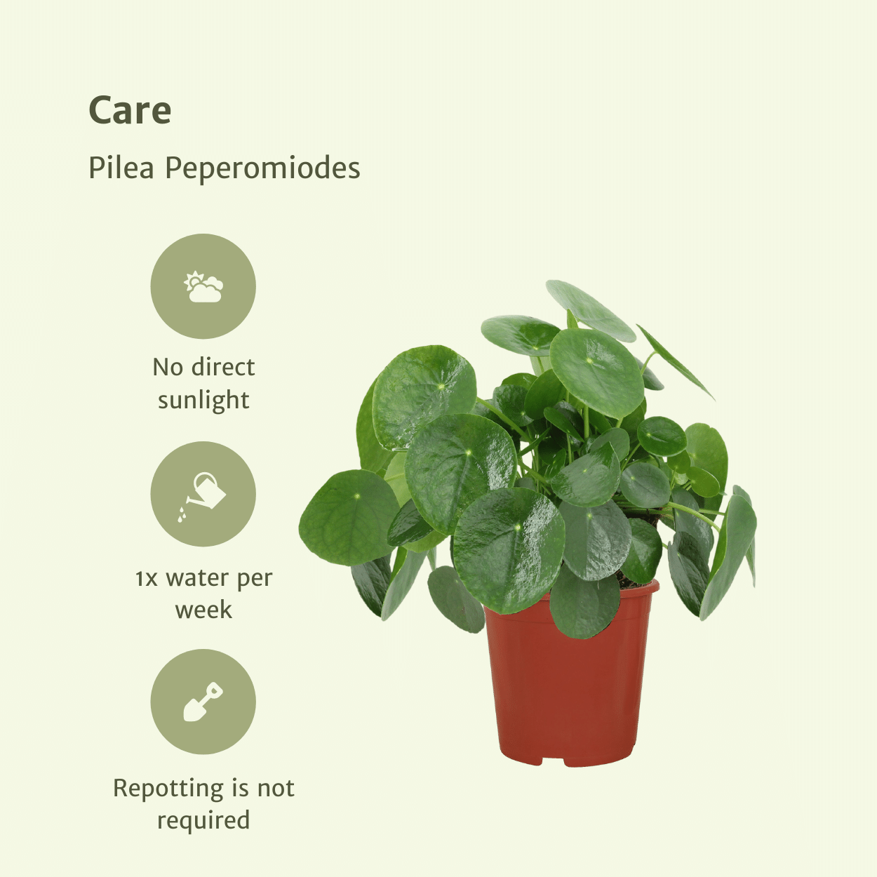 2x Pilea Peperomiodes - Pfannkuchenpflanze - 25cm - ø15 - Pflanzfix24