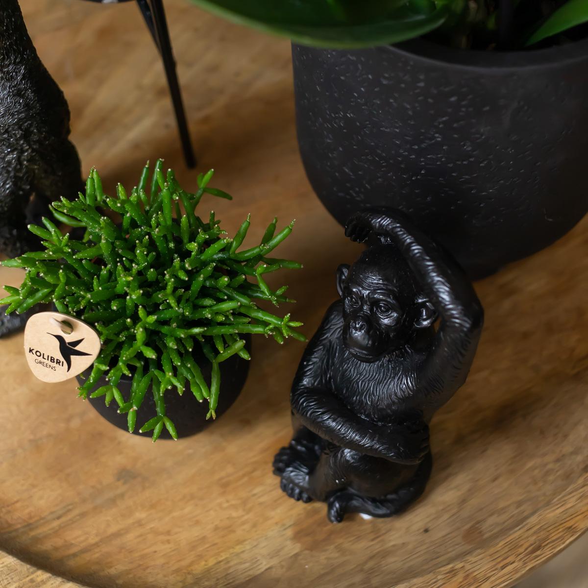 Sitzender Affe Dekofigur Schwarz – Kolibri Home | Pflanzfix24.de - Pflanzfix24.de