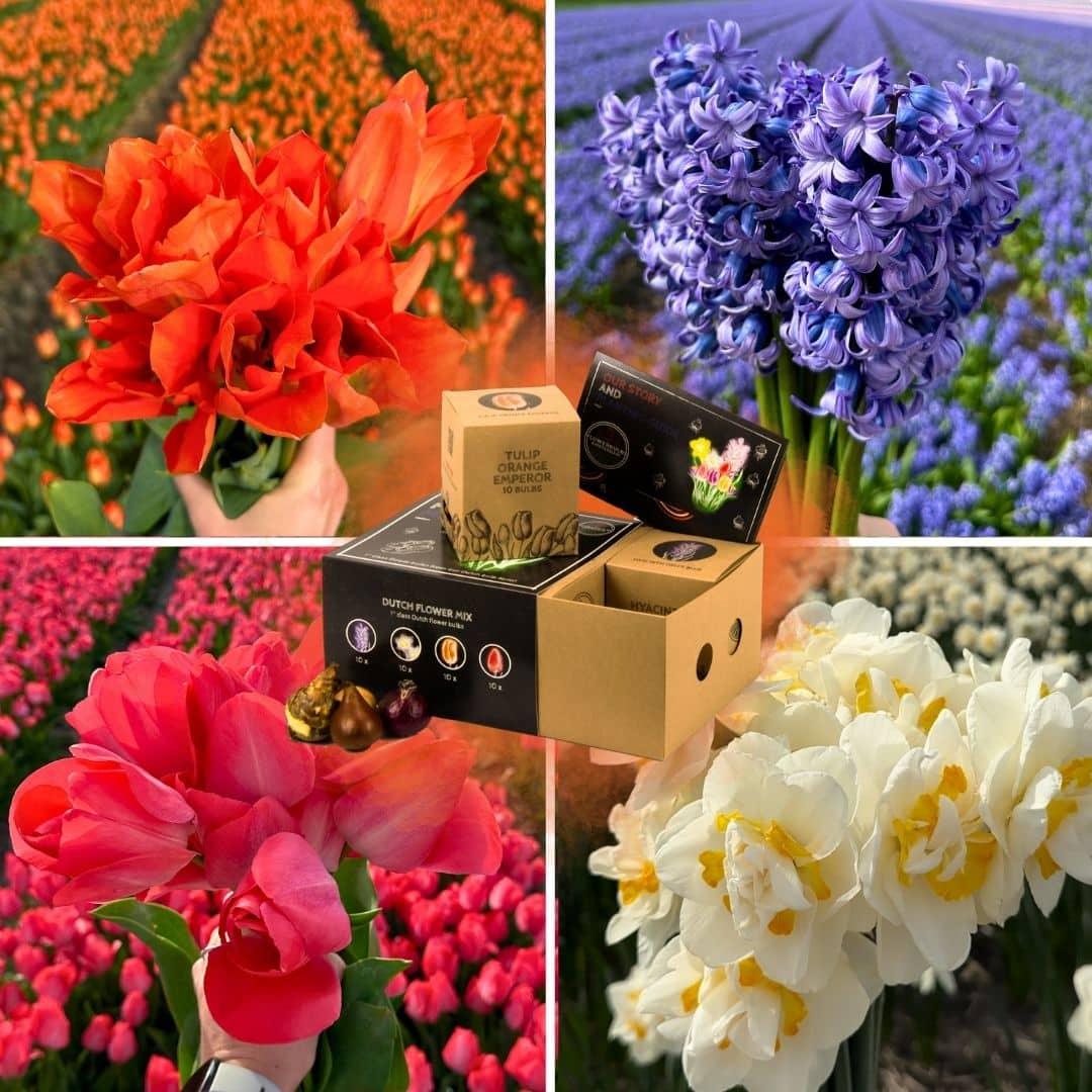 Flowerbulbs Amsterdam - Dutch Flower Mix - Luxusbox mittel, 40 Blumenzwiebeln - Pflanzfix24