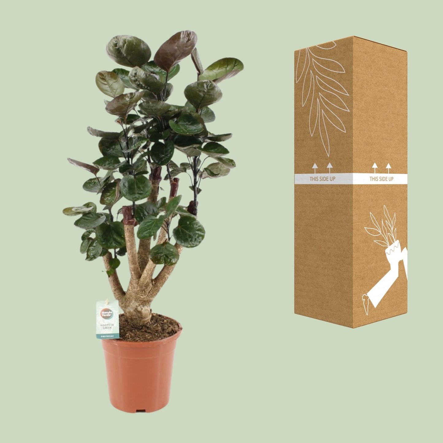 Polyscias Fabian - Ø17cm - ↕65cm - Pflanzfix24