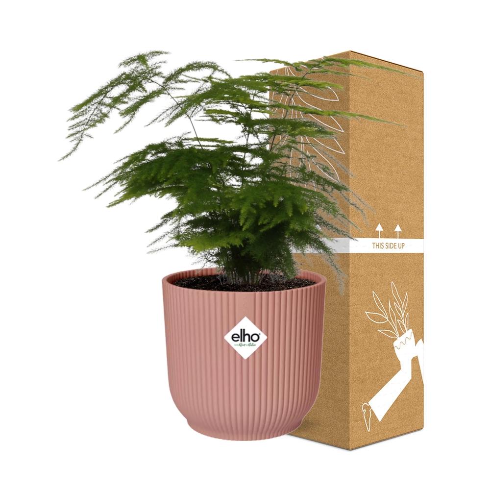 Asparagus Setaceus ‘Plumosus’ 14cm ELHO Topf rosa | Pflanzfix24