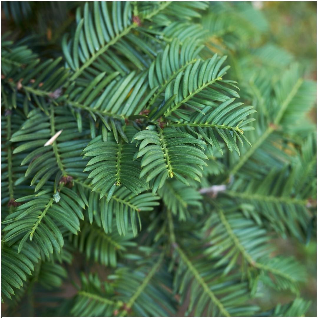 Pflanzfix24 - 1m Eibenhecke - Taxus baccata - 6 winterharte Heckenpflanzen