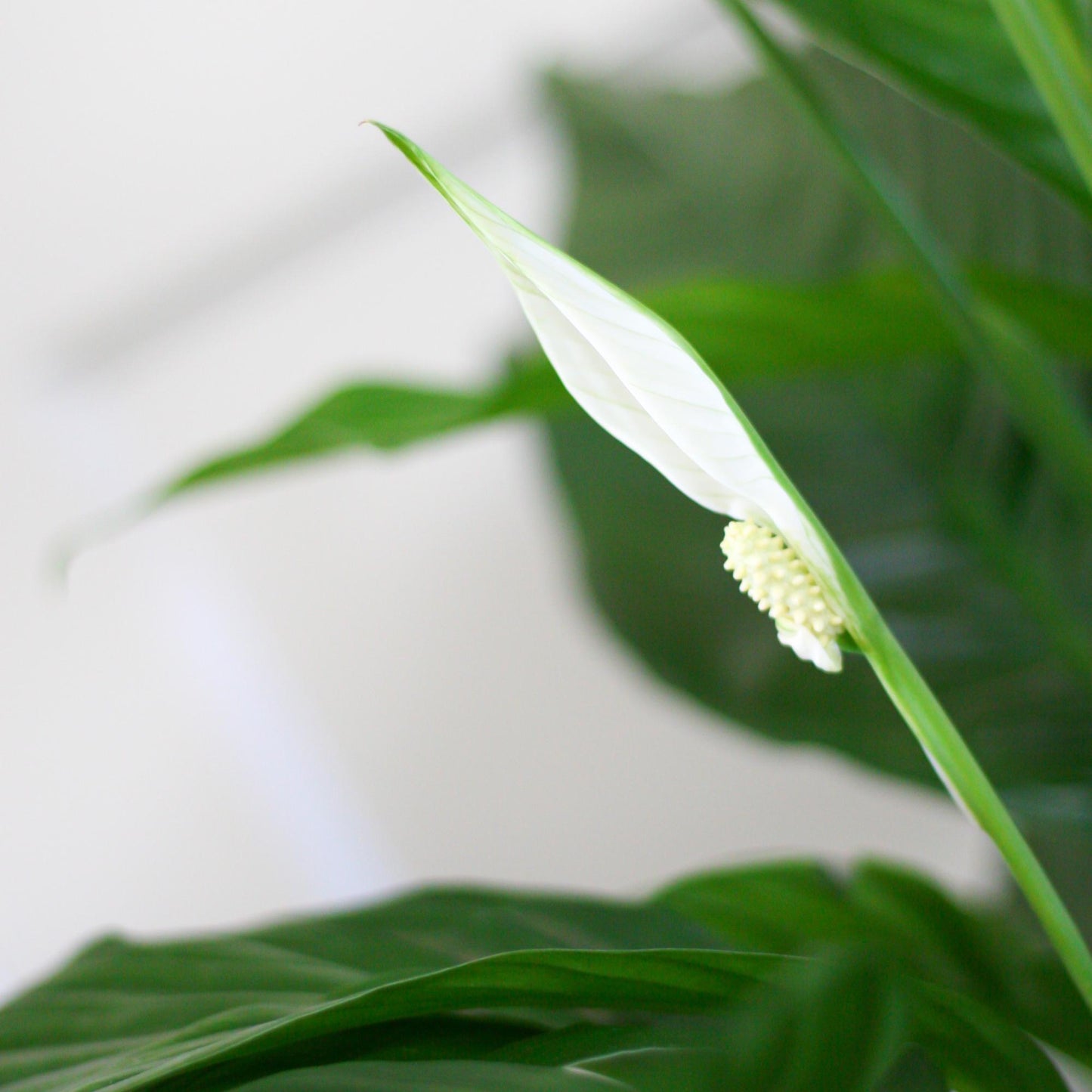 Spathiphyllum 80 cm mit Korb Sofia natur – Pflanzfix24.de - Pflanzfix24.de
