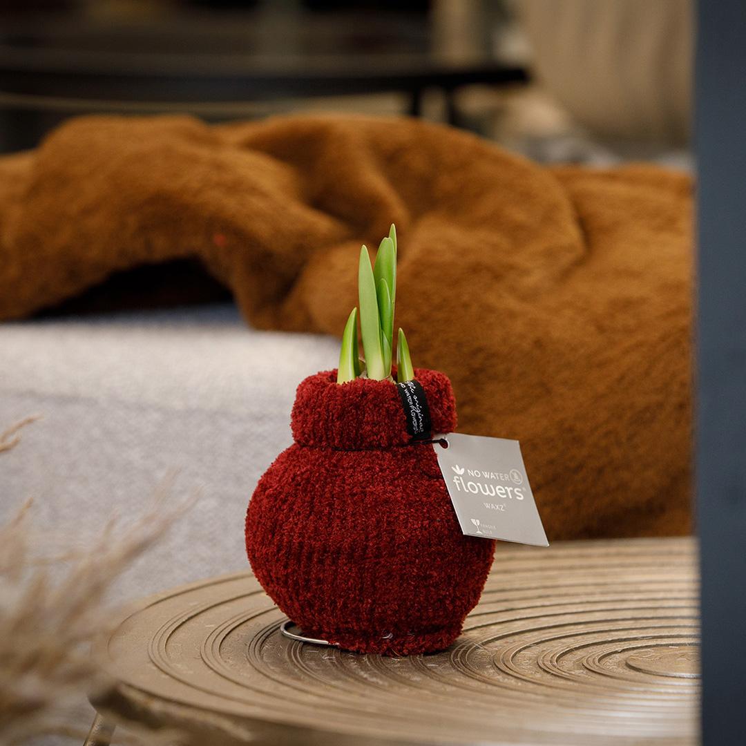 No Water Flowers® Fashionz Cozy Teddy Mix (3er Pack) + Rot Blume - Pflanzfix24