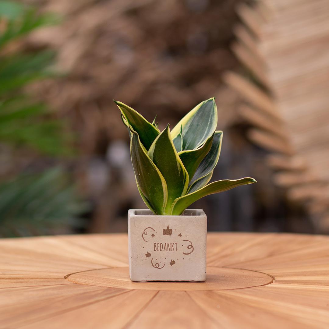 Congreet plantpots + Sansevieria | Bedankt | Pflanzfix24.de - Pflanzfix24.de