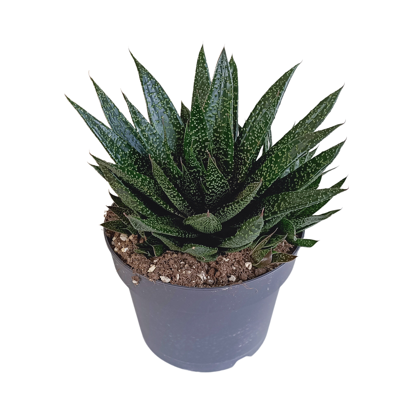 Gasteria 'd Due 17cm - Pflanzfix24.de - Pflanzfix24.de