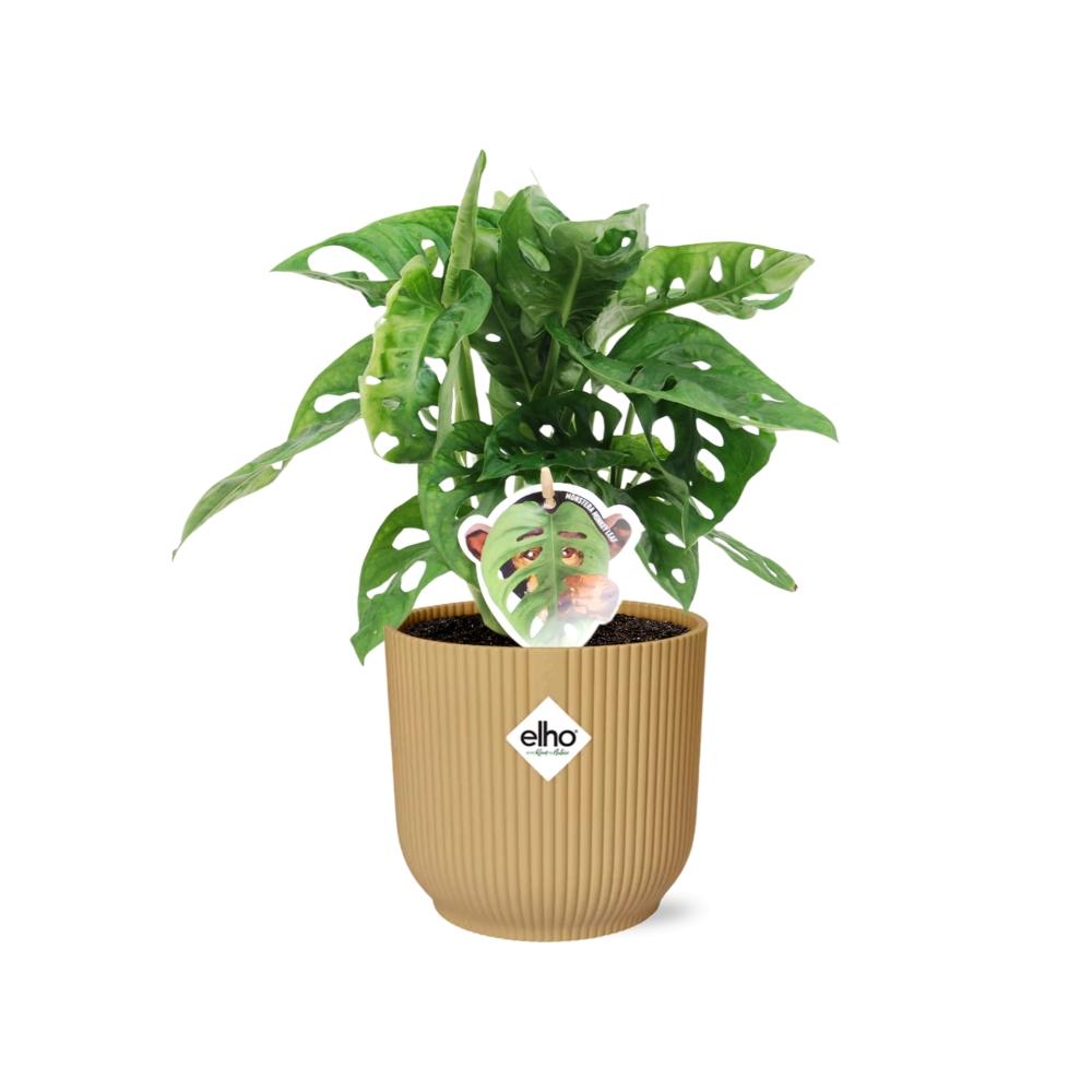 Monstera 'Monkey Leaf' ELHO Fold 14cm gelb | Pflanzfix24
