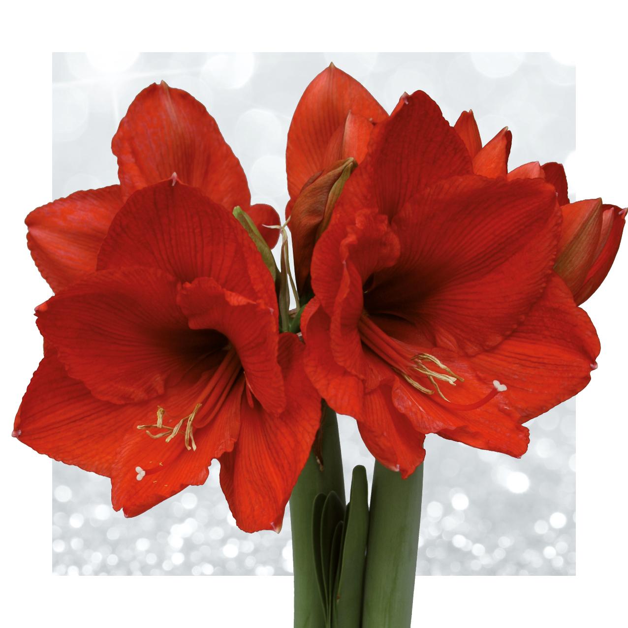 No Water Flowers® Fashionz Xmas Fun Silly - Rudolp Blue + Red flower - Pflanzfix24