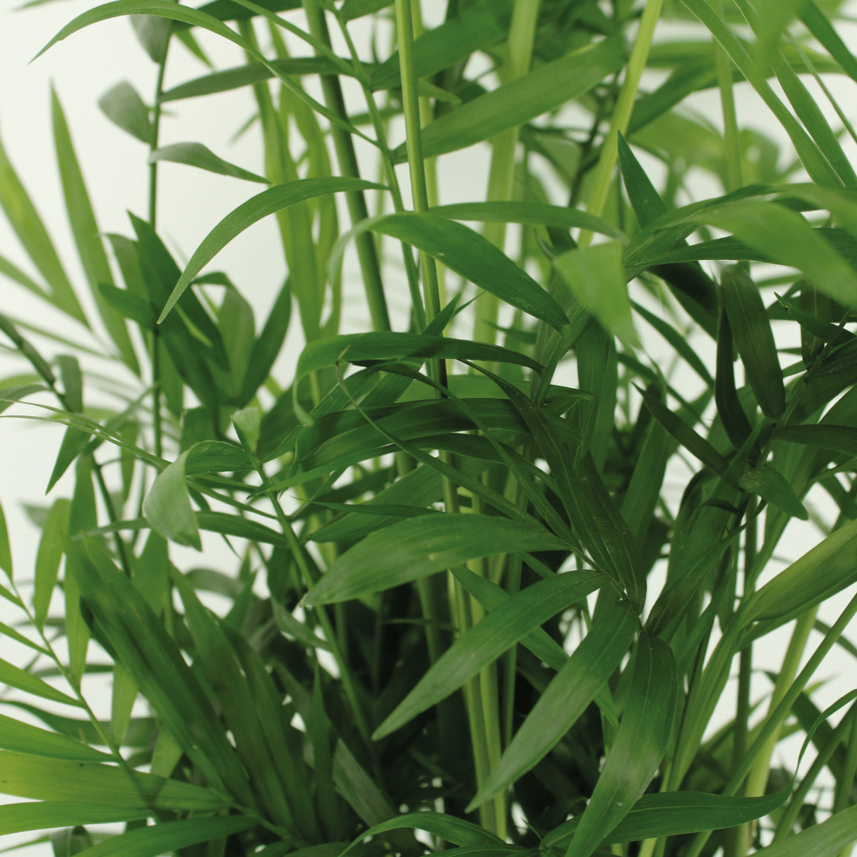 Chamaedorea Elegans (Mexikanische Bergpalme) - 2 Stücke - Pflanzfix24.de - Pflanzfix24.de