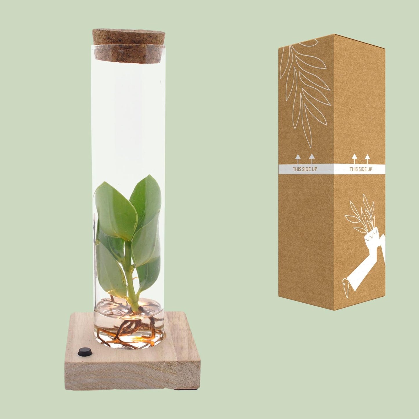 Clusia In Tube Glas + LED - Ø5cm - ↕10cm - Pflanzfix24.de - Pflanzfix24.de