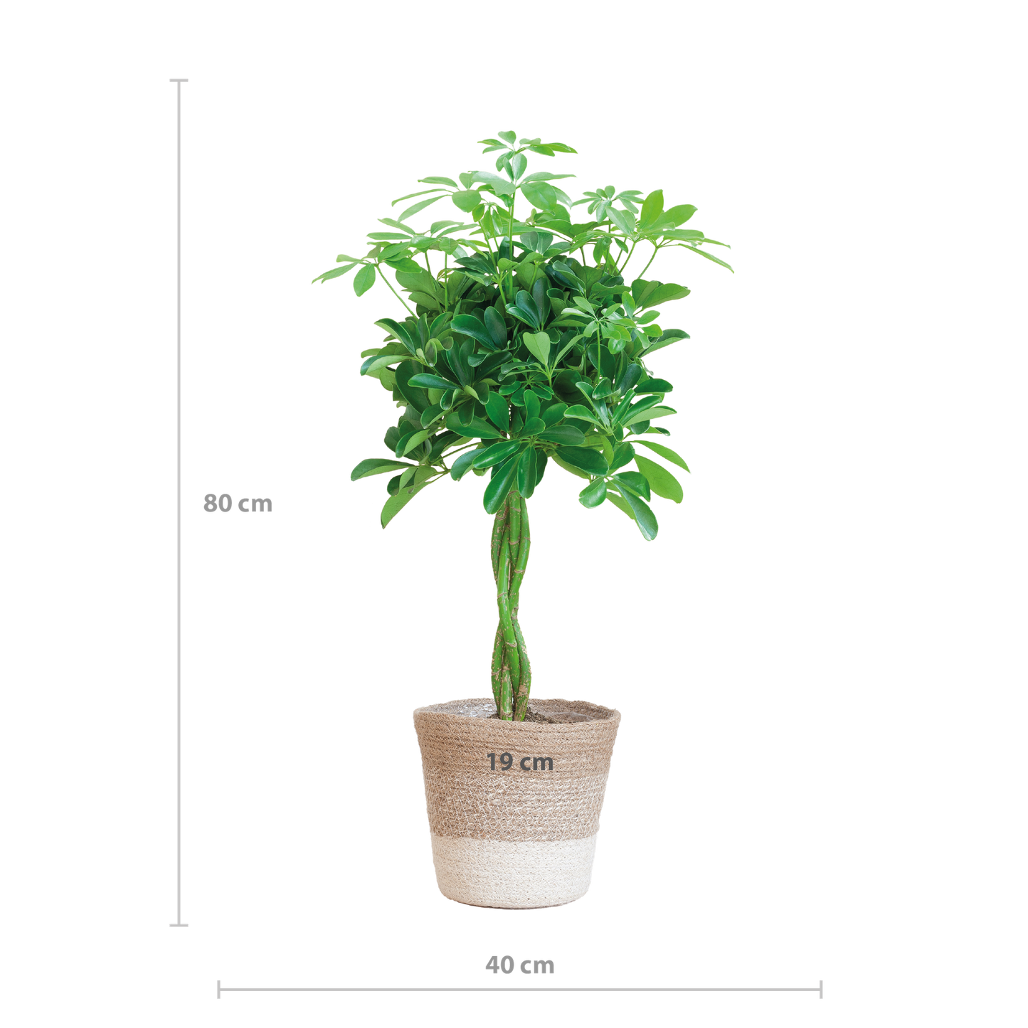 Schefflera Nora mit Jute-Korb Lissabon – 70 cm – Pflanzfix24.de - Pflanzfix24.de