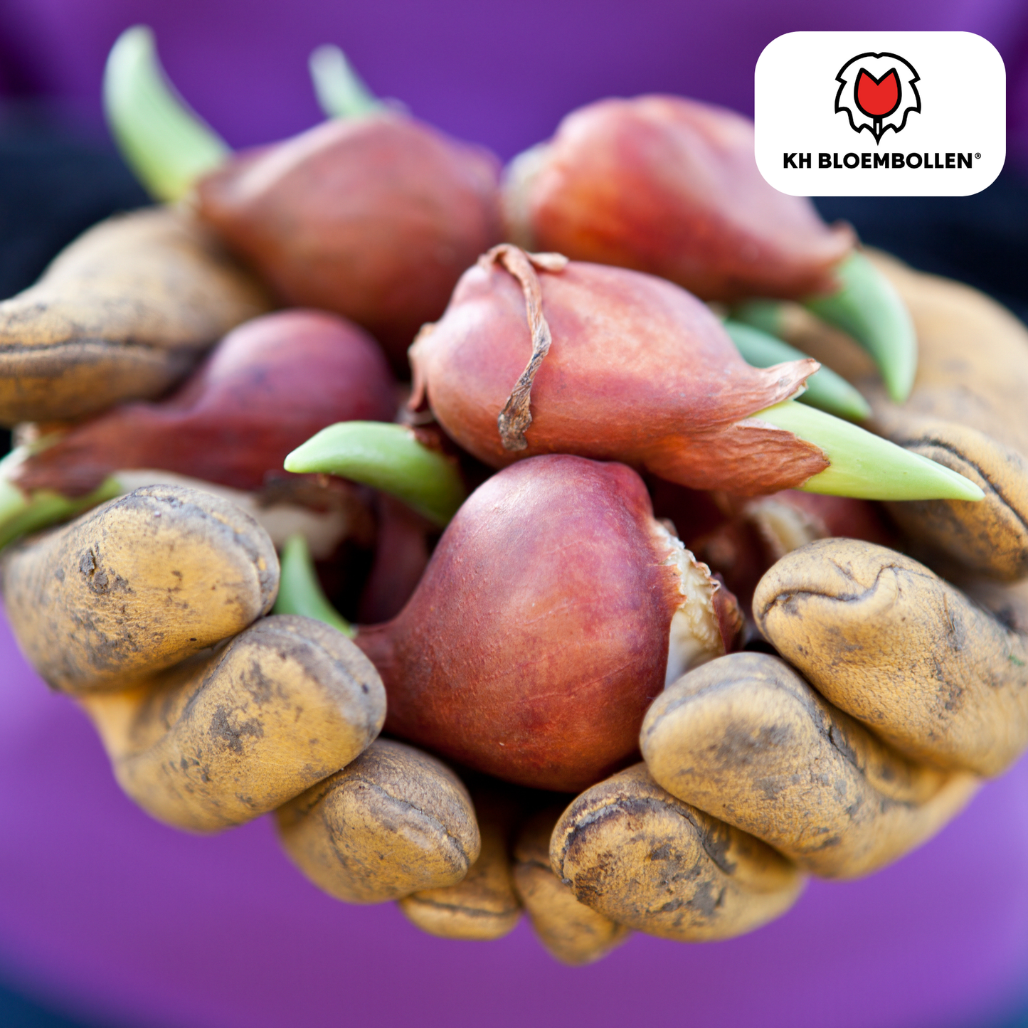 Tulpenbollen Columbus – 20 Stuks | KH Bloembollen® | Roze-Witte Dubbele Pioentulp - Pflanzfix24