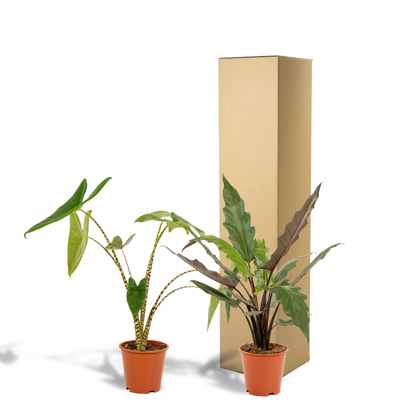 Alocasia Zebrina & Lauterbachiana Set - Pflanzfix24.de - Pflanzfix24.de