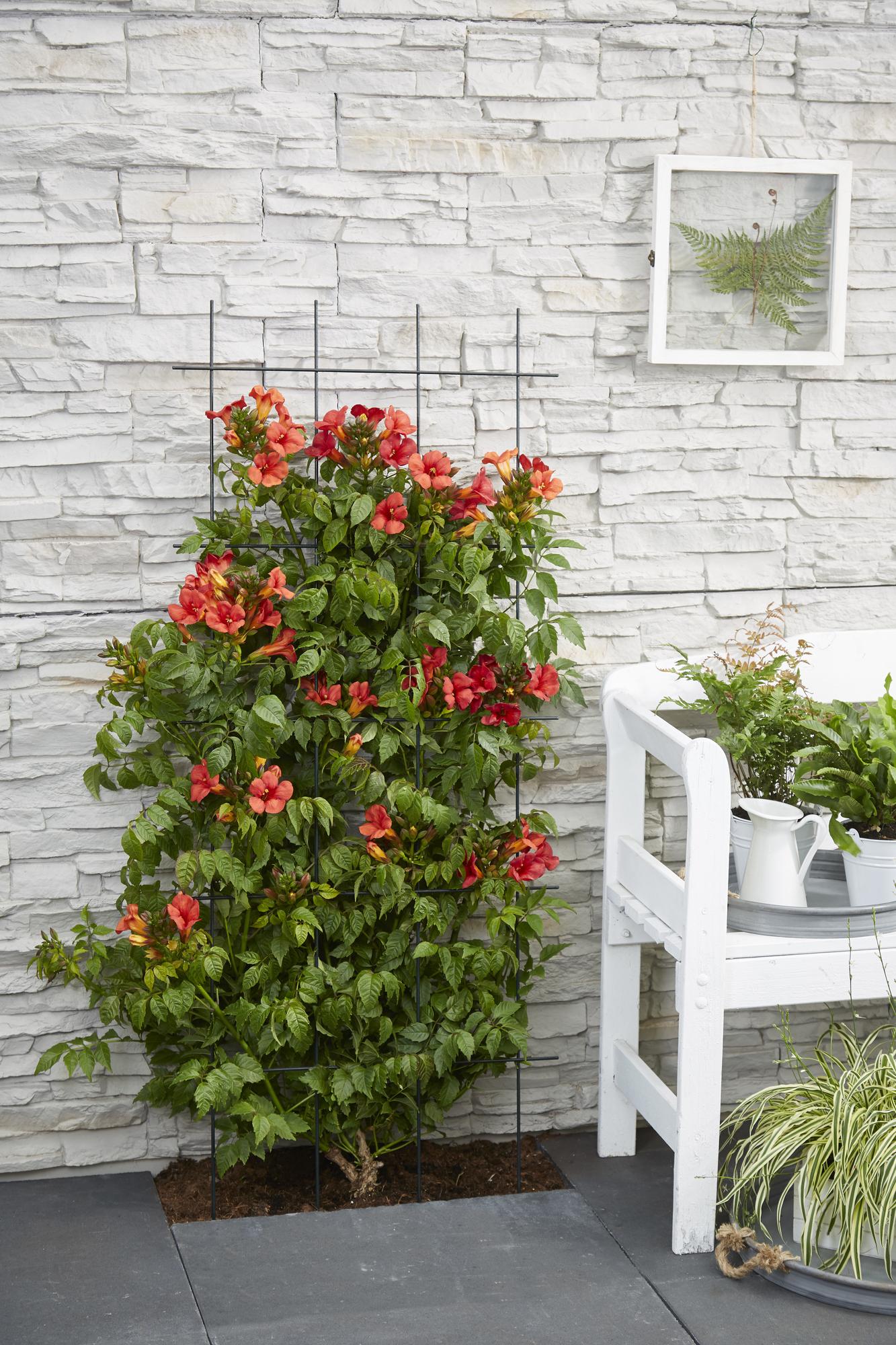 Campsis Summer Jazz Fire Trumpet - Ø19cm - ↕70cm - Ø15 - ↨65cm - Pflanzfix24.de - Pflanzfix24.de