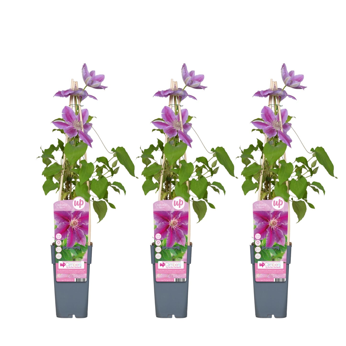 3x - Clematis Dr Ruppel - ↨65cm - Ø15 - Pflanzfix24