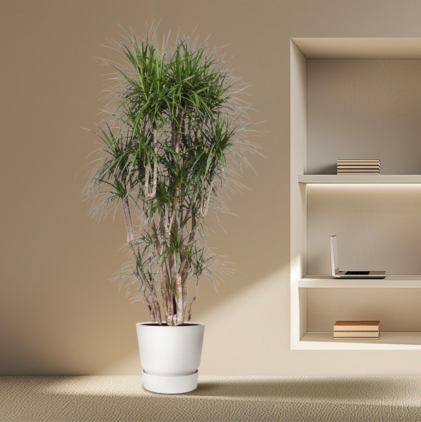 Dracaena Marginata vertakt 220 cm Ø40cm | Pflanzfix24