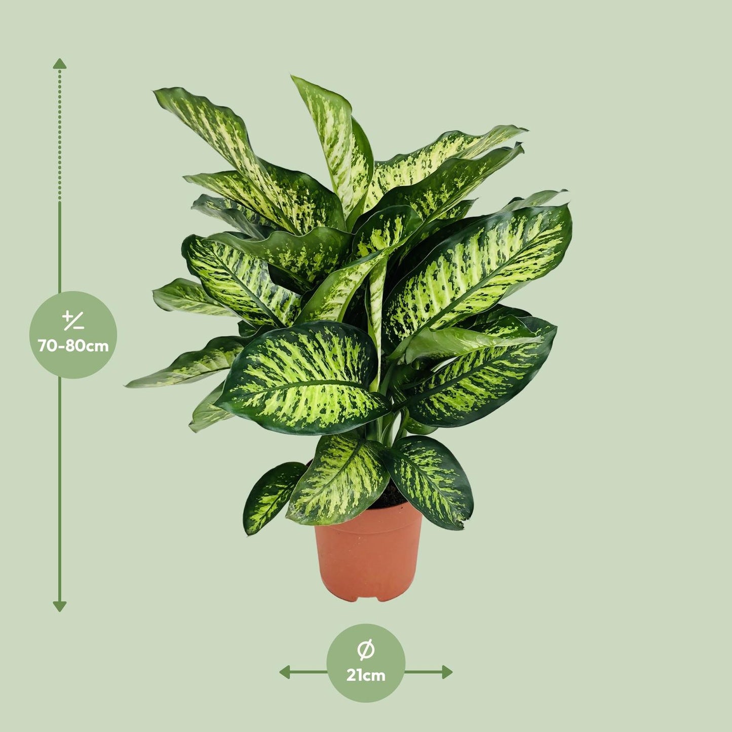 Dieffenbachia Camilla - Ø21cm - ↕75cm bei Pflanzfix24