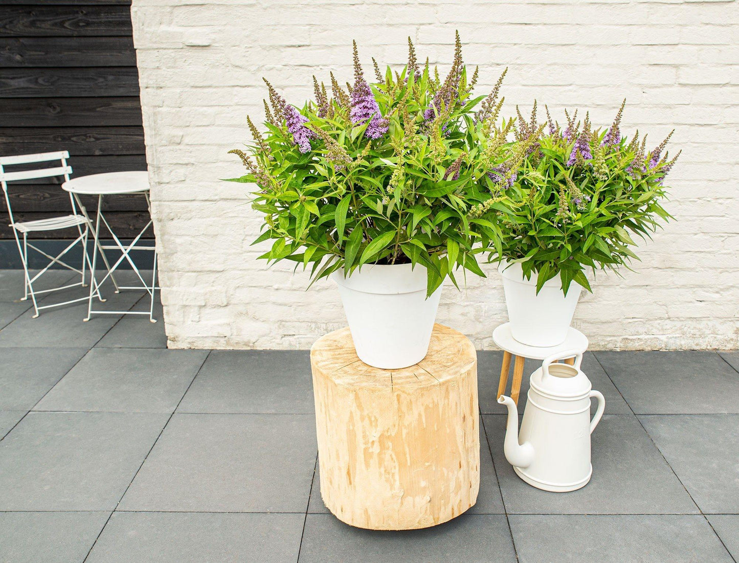 Buddleja dav. 'Butterfly Candy Little Lila' - Ø19cm - ↕25cm - Pflanzfix24