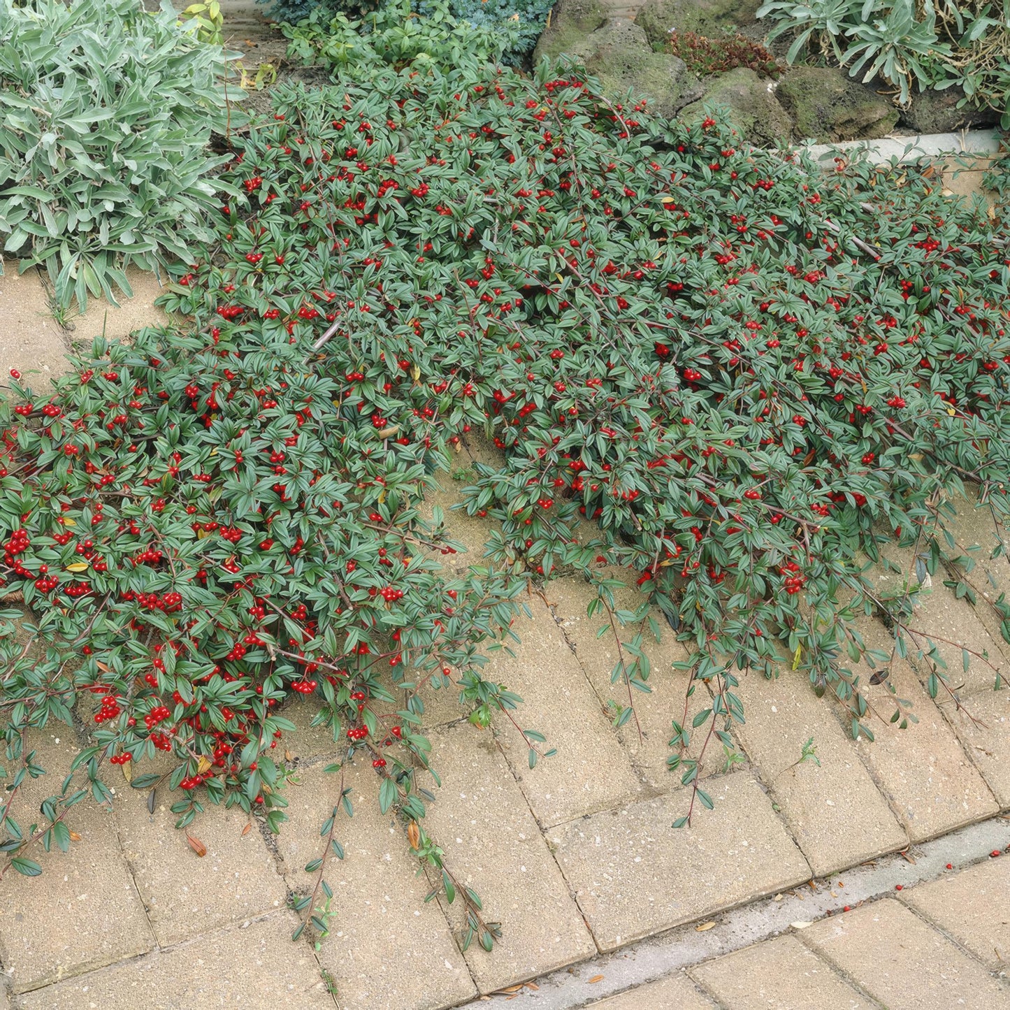 20x Cotoneaster dammeri Bodendecker | Pflanzfix24.de - Pflanzfix24.de