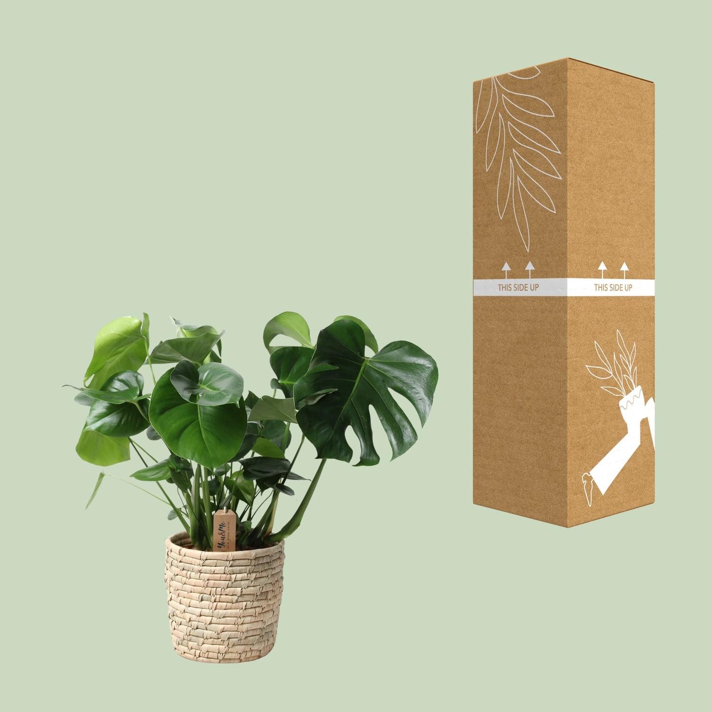 Monstera In Basket Palmleaf - Ø21cm - pflanzfix24