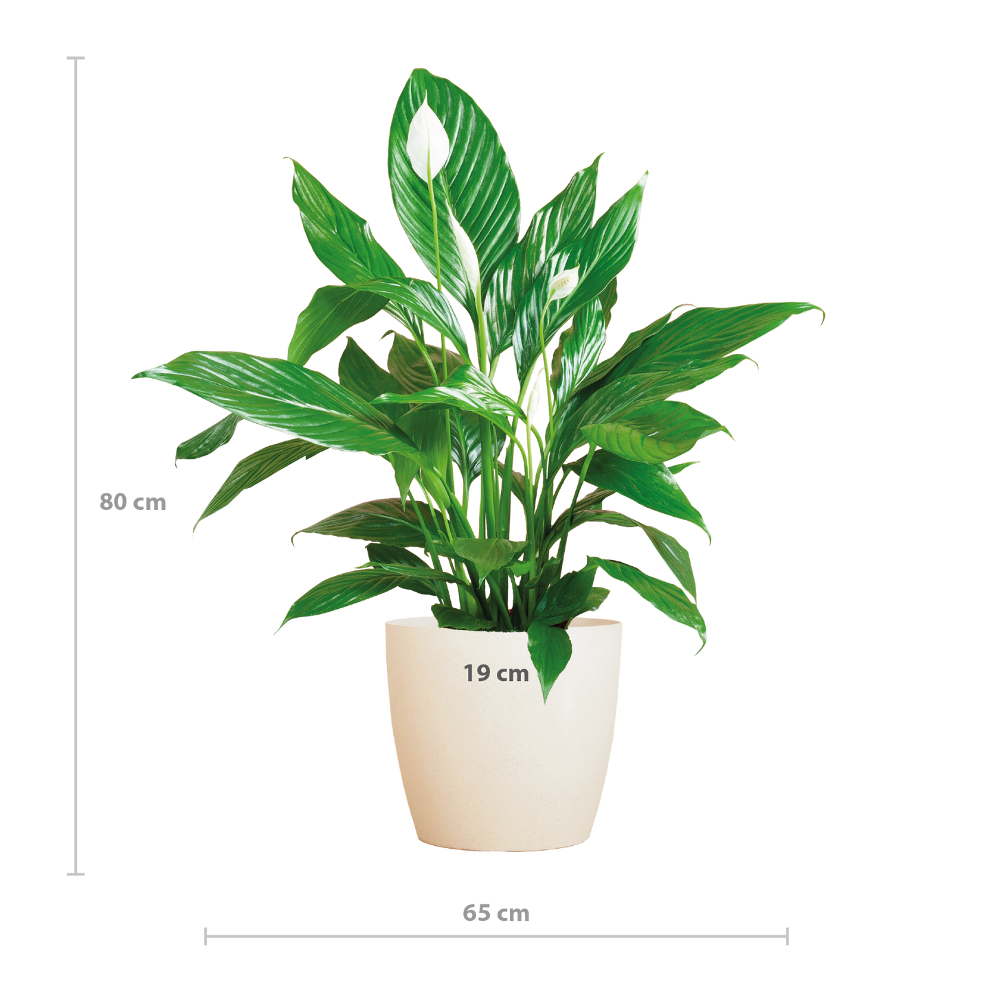 Spathiphyllum Sweet Lauretta 80 cm weiß – Pflanzfix24.de - Pflanzfix24.de