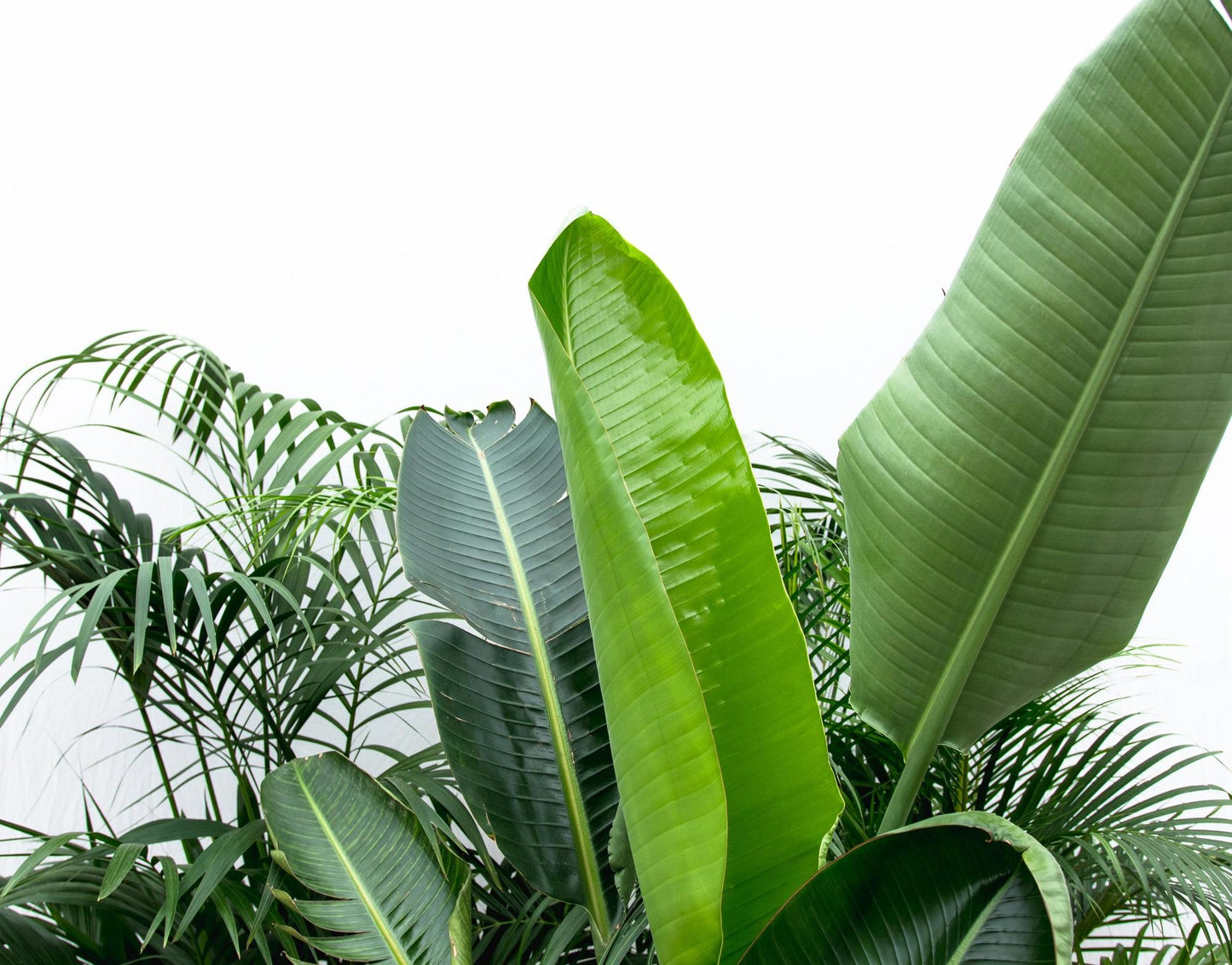 Vorteilspaket XXL: Kentia, Strelitzia Nicolai & Areca – Pflanzfix24.de - Pflanzfix24.de