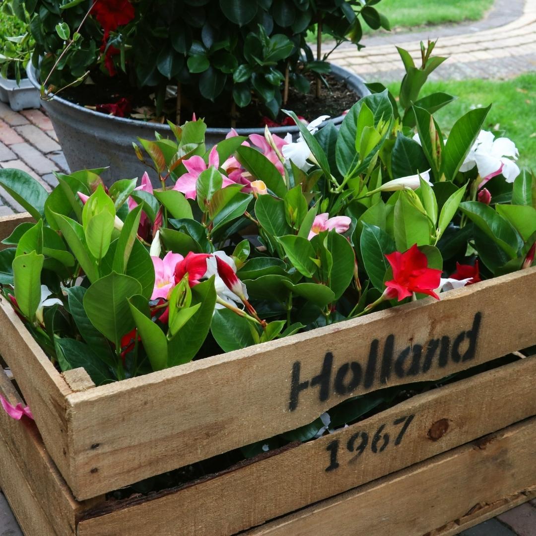 Dipladenia Mix - 2 x Mandevilla pink - 2 x Mandevilla white - 2 x Mandevilla red - Pflanzfix24.de - Pflanzfix24.de