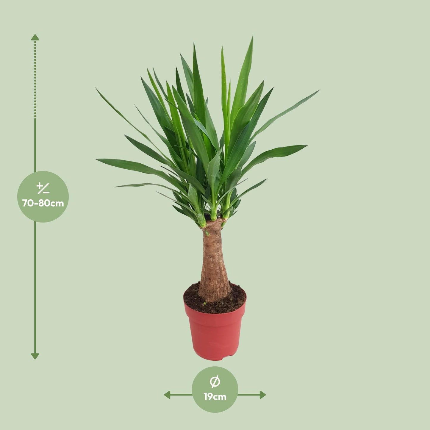 Yucca Maya Tree Ø19cm – 80cm hoch | Pflanzfix24.de - Pflanzfix24.de