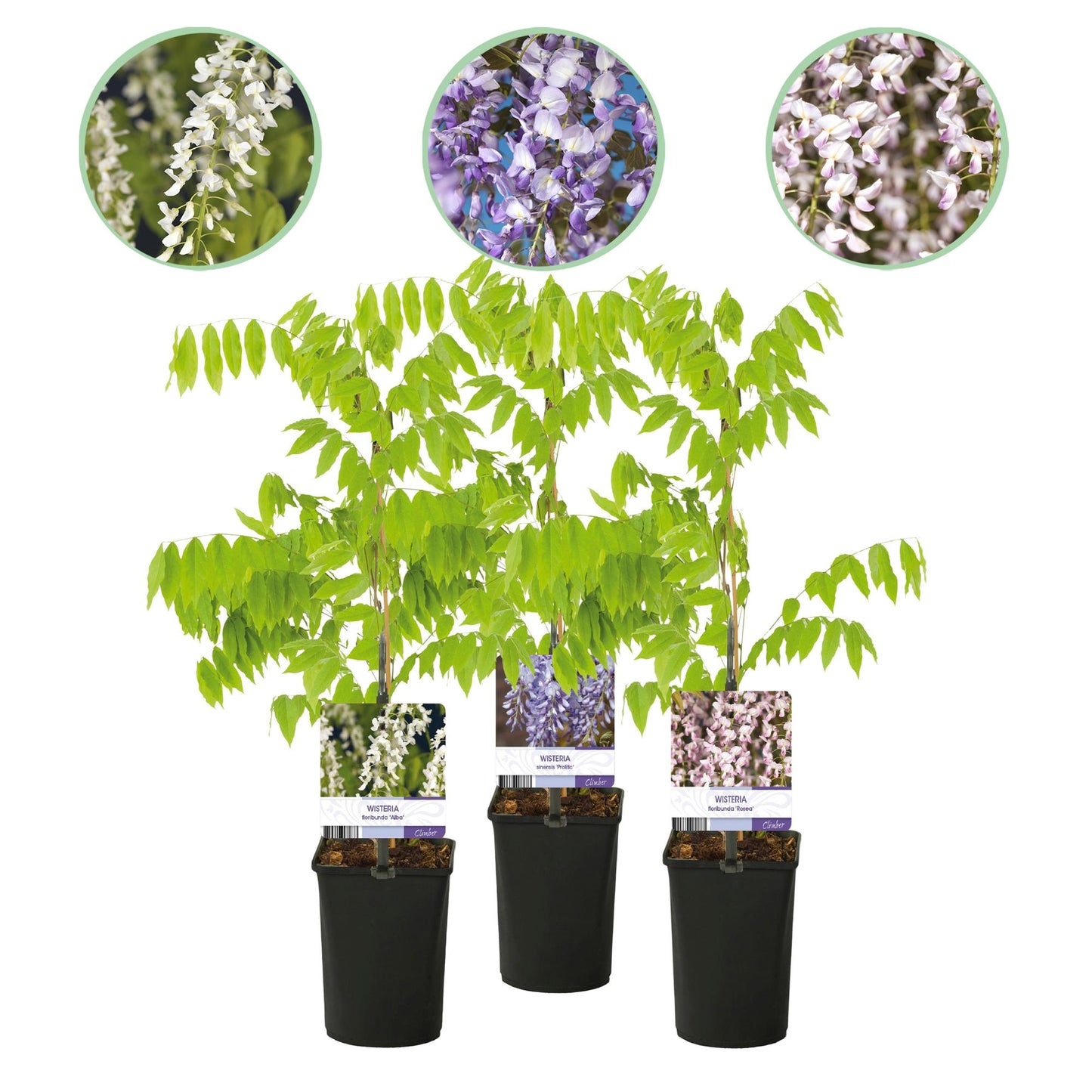 Pflanzfix24.de - Wisteria floribunda Tricolour - 3 Pflanzen - Topf 11cm - Pflanzfix24.de