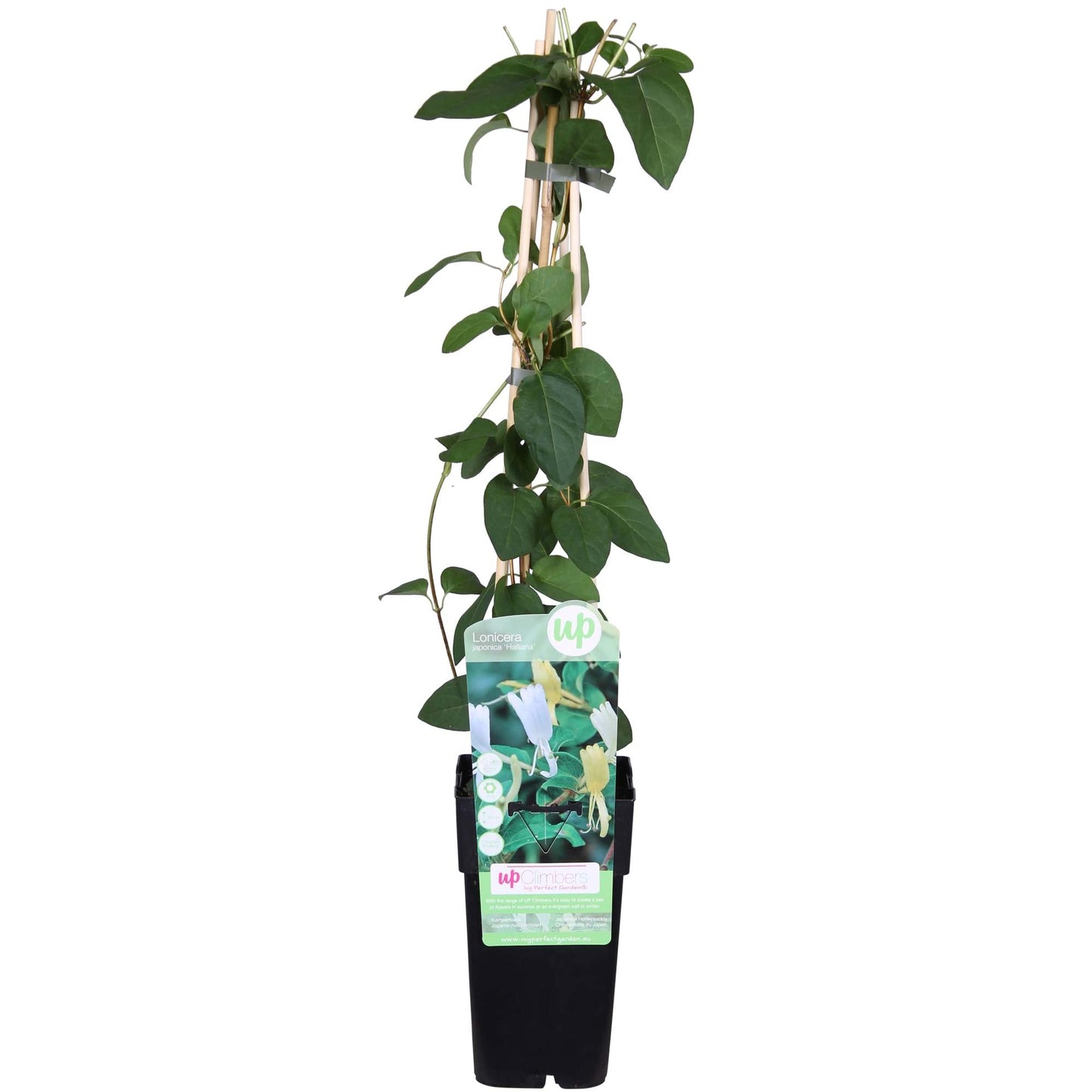 Lonicera japonica 'Halliana' Weißes Geißblatt Ø15cm – Pflanzfix24.de - Pflanzfix24.de