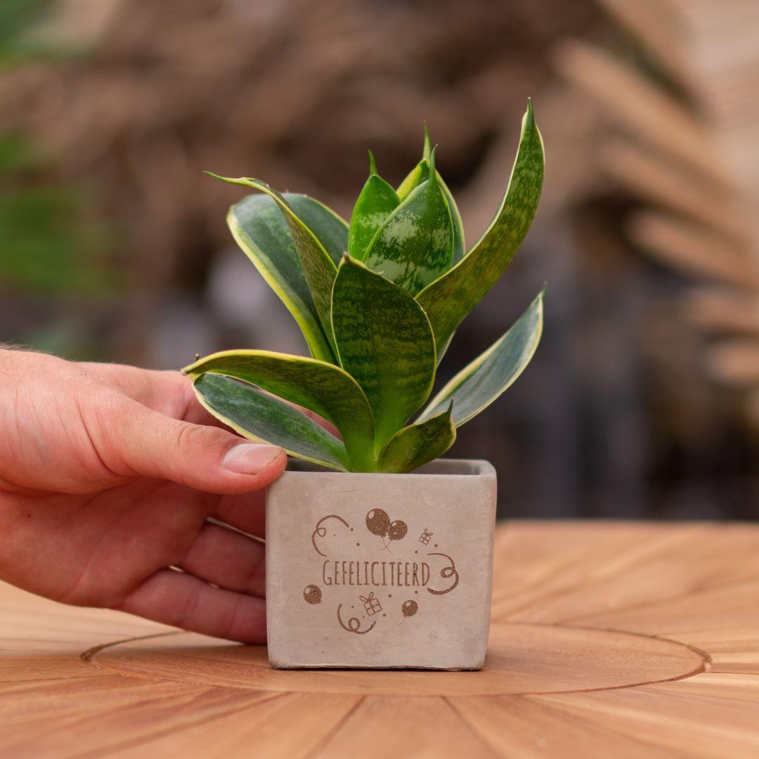 Congreet plantpots + Sansevieria | Gefeliciteerd - Pflanzfix24.de - Pflanzfix24.de