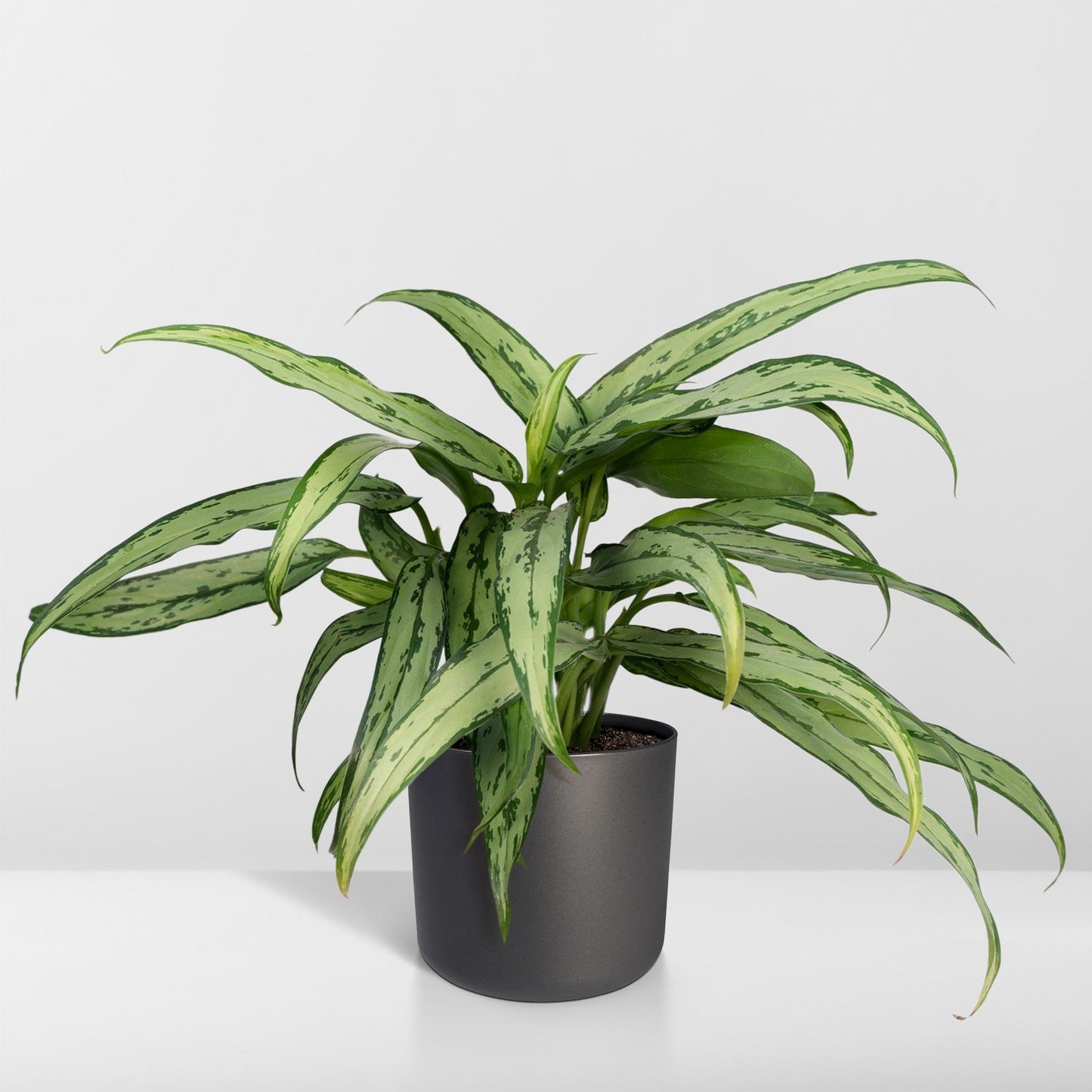 Aglaonema Cutlass - Pflanzfix24