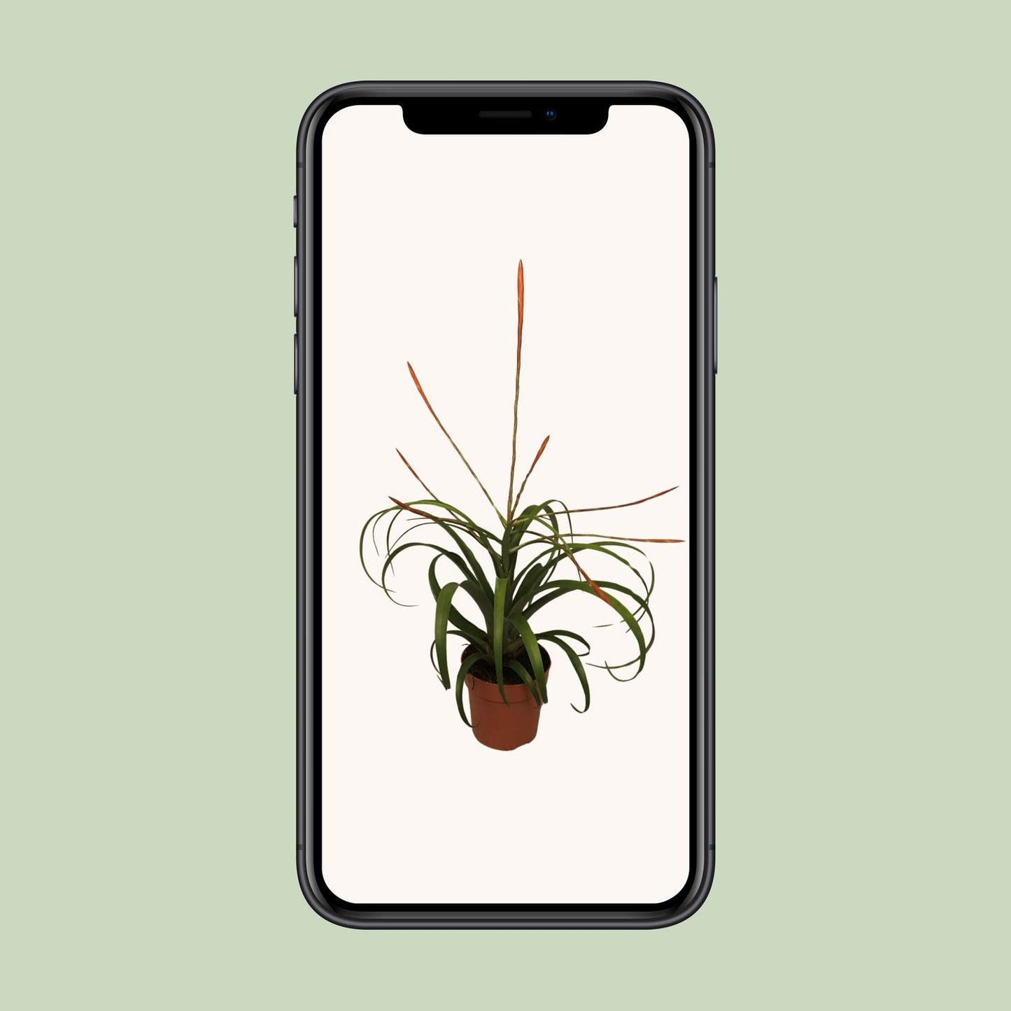 Tillandsia Flabelatta - Ø12cm - ↕40cm von Pflanzfix24
